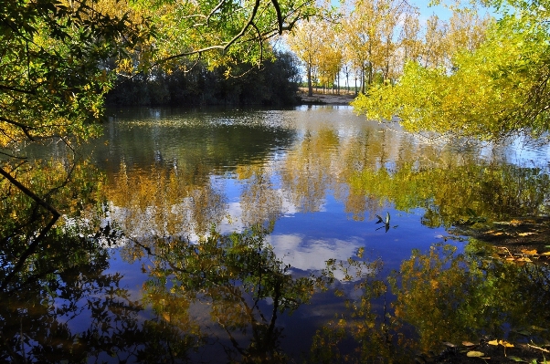 Landscape tree water nature Photo