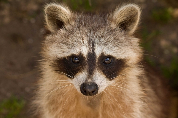 Cute looking wildlife portrait Photo