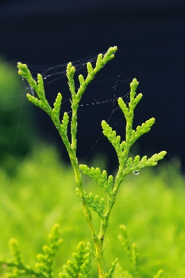 Tree nature grass branch Photo