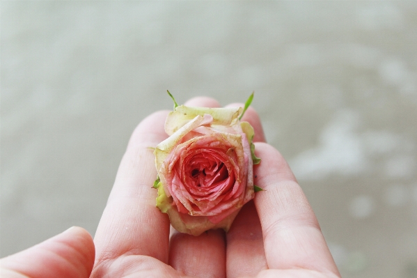 Hand nature blossom plant Photo