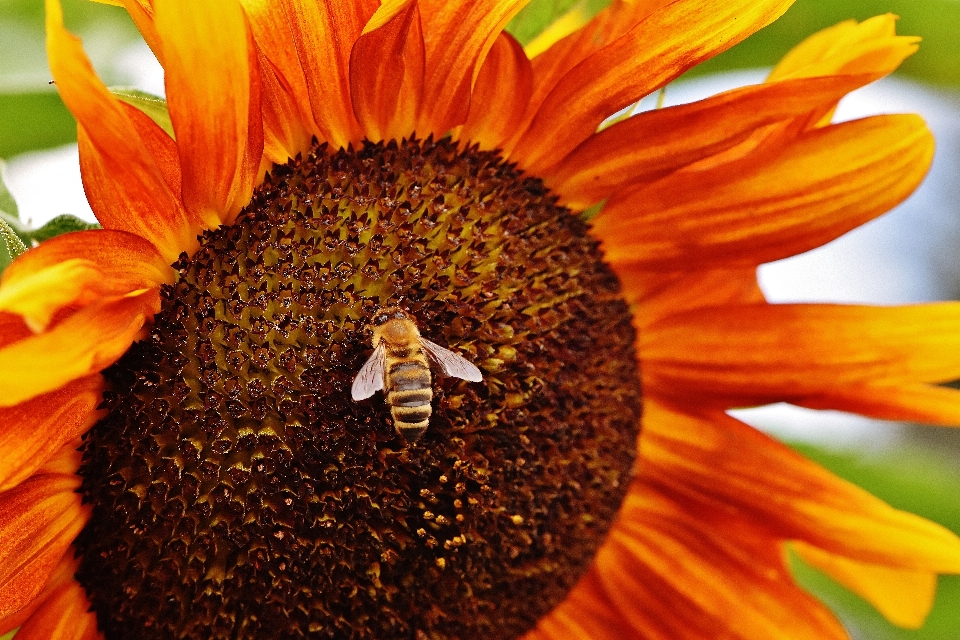 Natur blüte anlage sonne