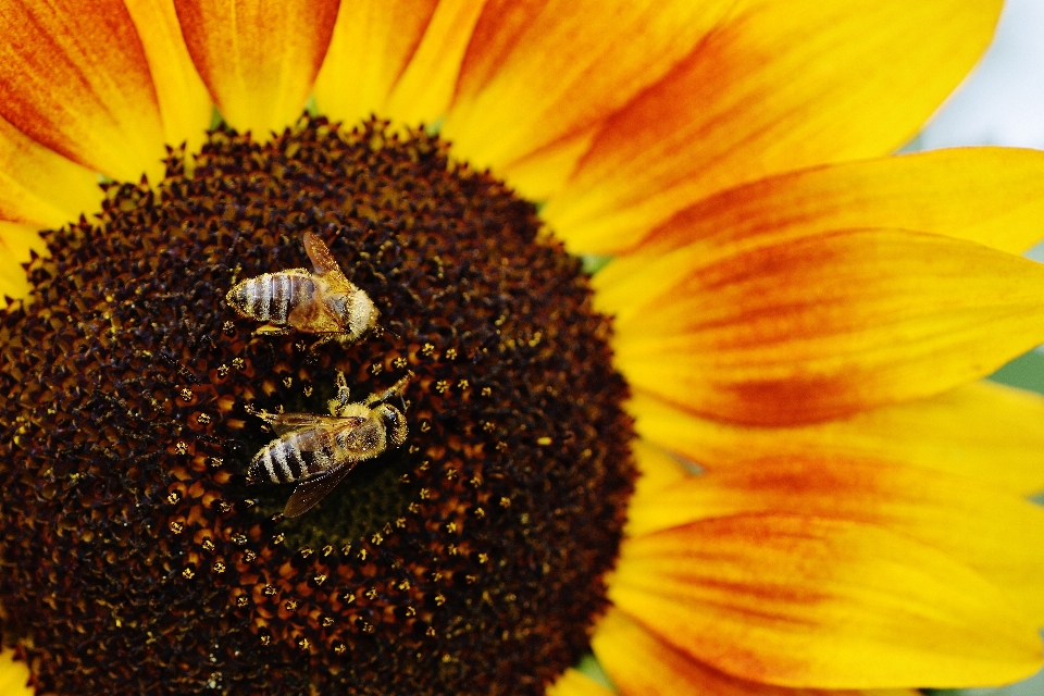 Natur blüte anlage sonne