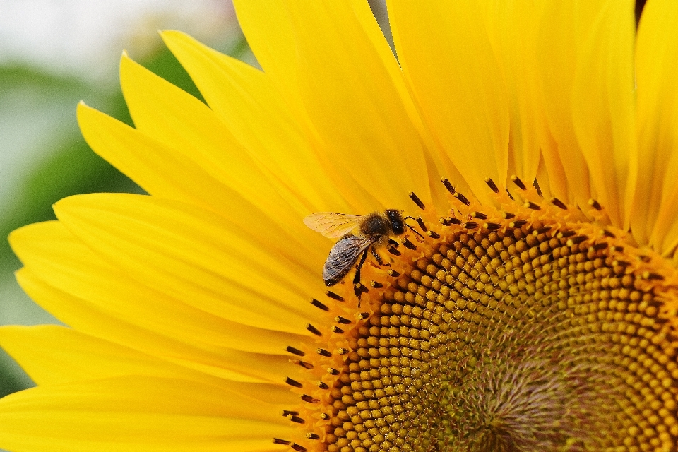 Naturaleza florecer planta sol