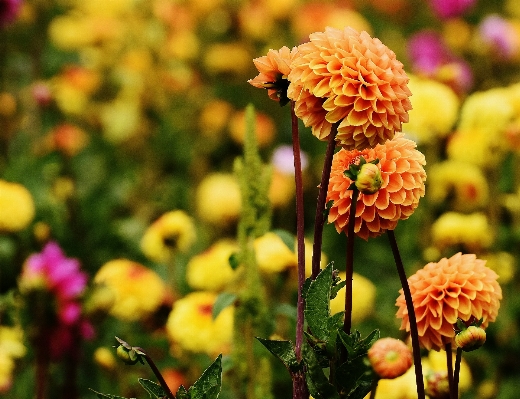 Nature blossom plant photography Photo