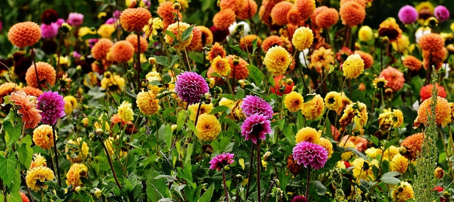 Blossom plant meadow flower Photo