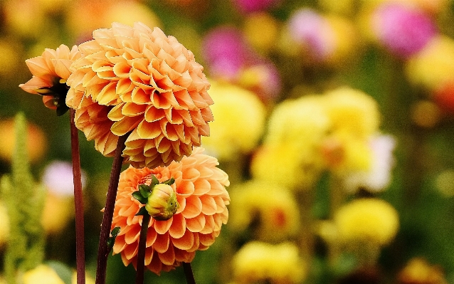 Blossom plant flower petal Photo