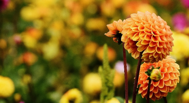 Nature blossom plant meadow Photo