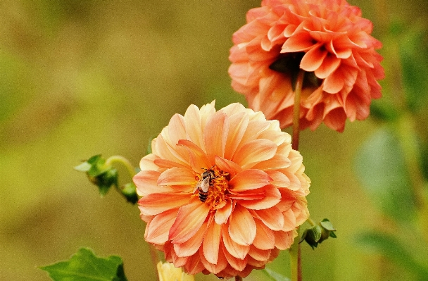 Blossom plant flower petal Photo