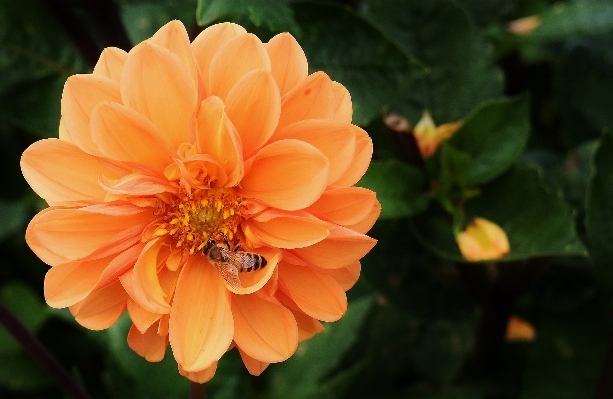 Blossom plant flower petal Photo