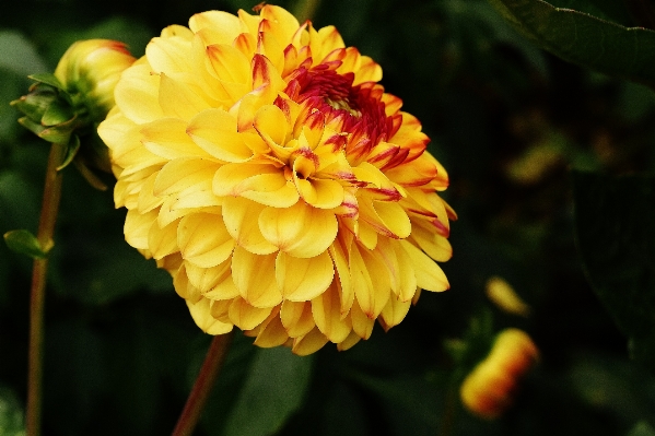 Blossom plant flower petal Photo