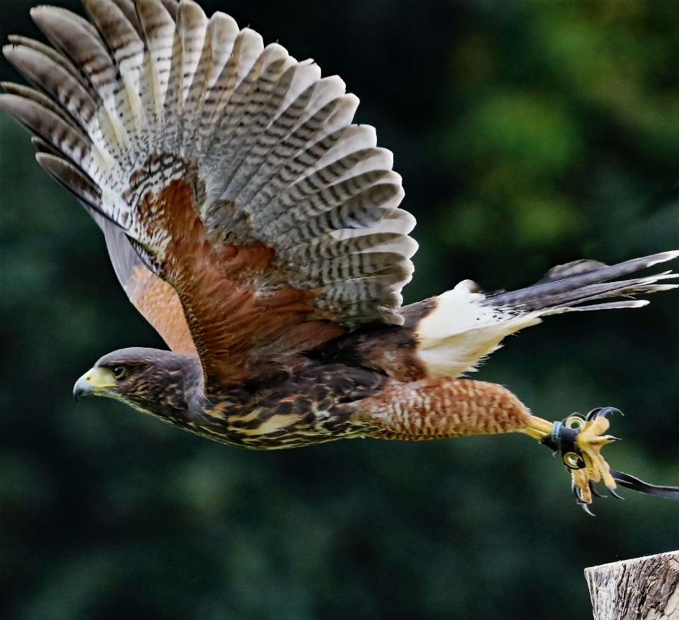 Natura uccello ala volare