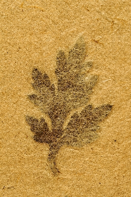 Notebook tree sand book Photo