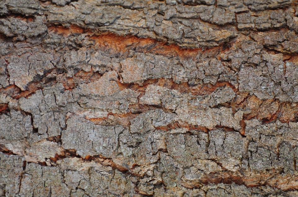 árbol rock planta madera