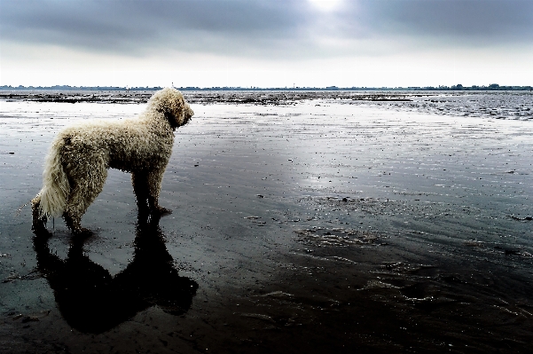 Beach sea coast water Photo