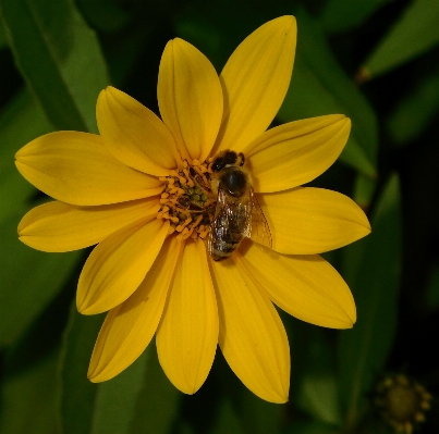 Nature blossom plant photography Photo