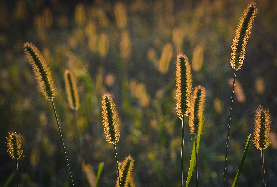 Landscape nature grass light