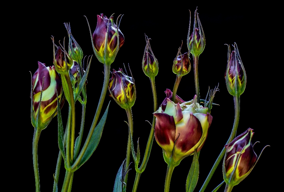 Natura pianta fiore petalo