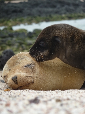 Wildlife love zoo young Photo