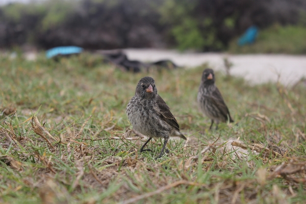 自然 鳥 甘い 視点 写真