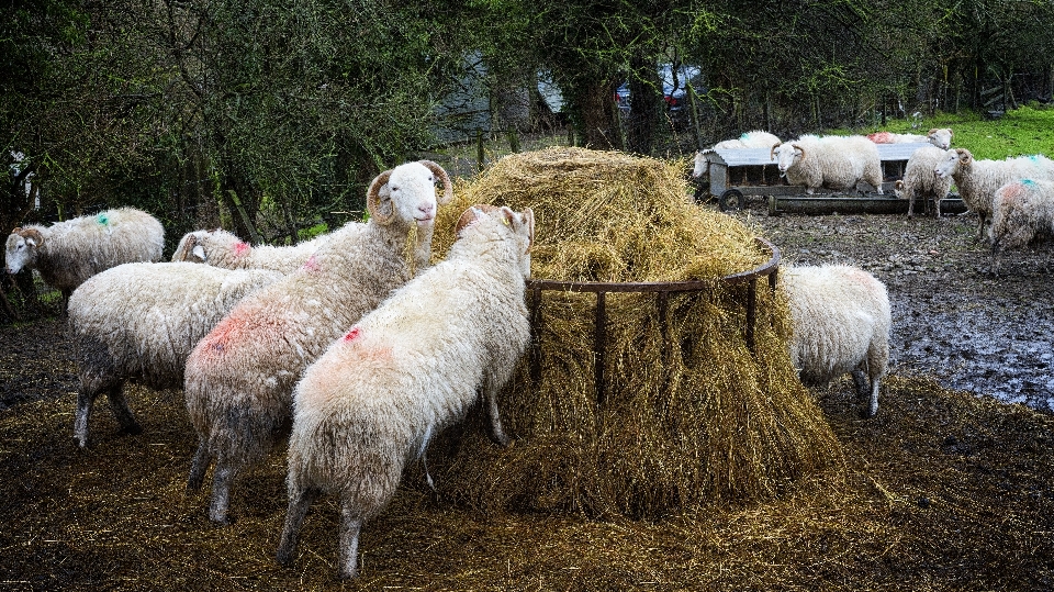 Field farm food herd