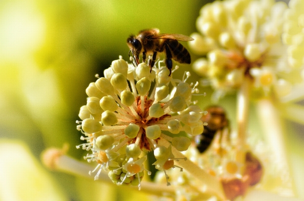 Blossom photography flower pollen Photo