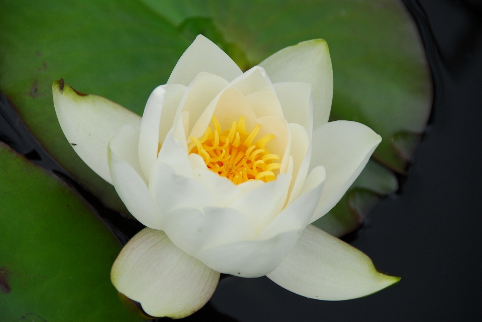 Blossom plant flower petal