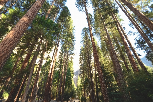 Tree nature forest outdoor Photo