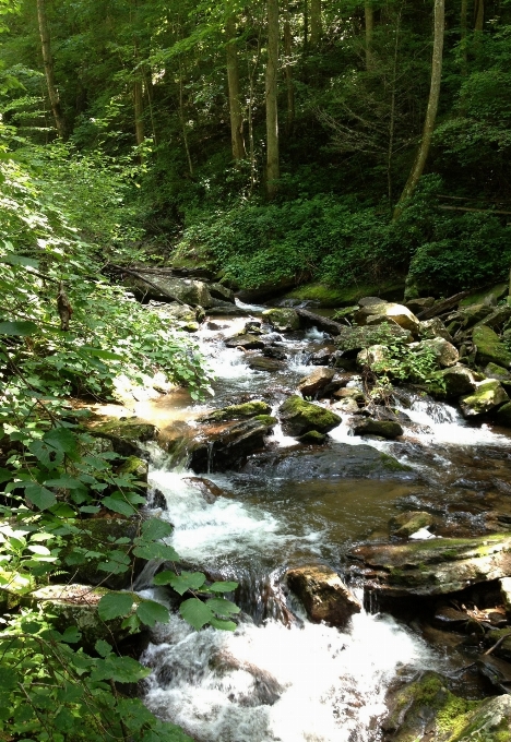 Albero natura foresta cascata