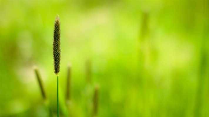 Foto Césped planta campo prado
