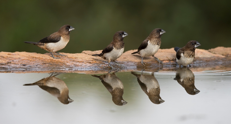 Branch bird wildlife reflection