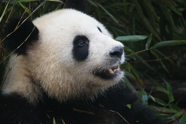 White bear wildlife zoo Photo