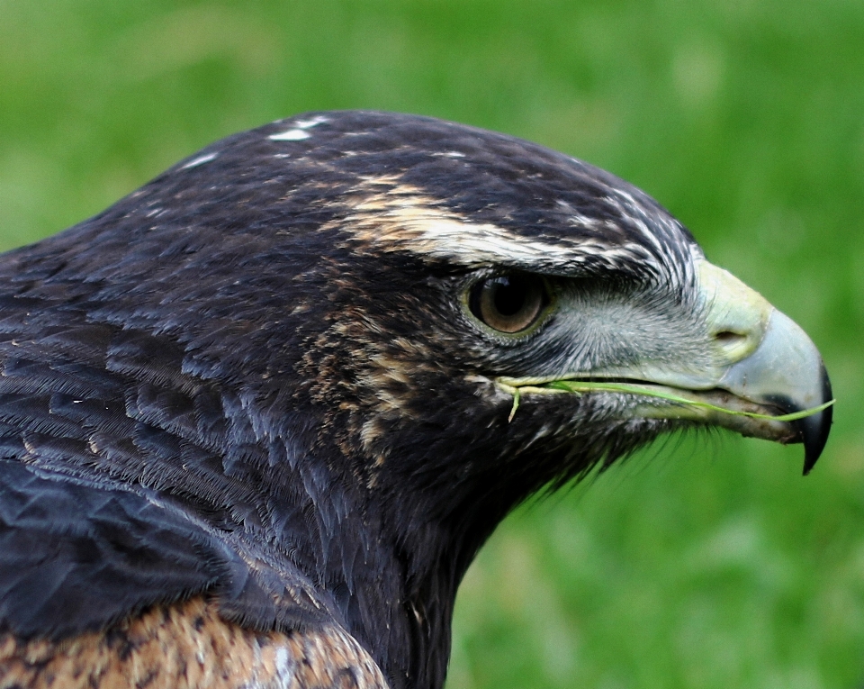 自然 鳥 羽 野生動物