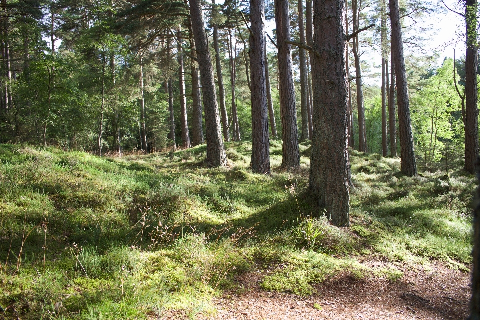 Landscape tree nature forest