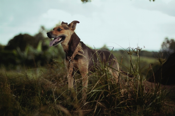 Foto Alam rumput anjing satwa