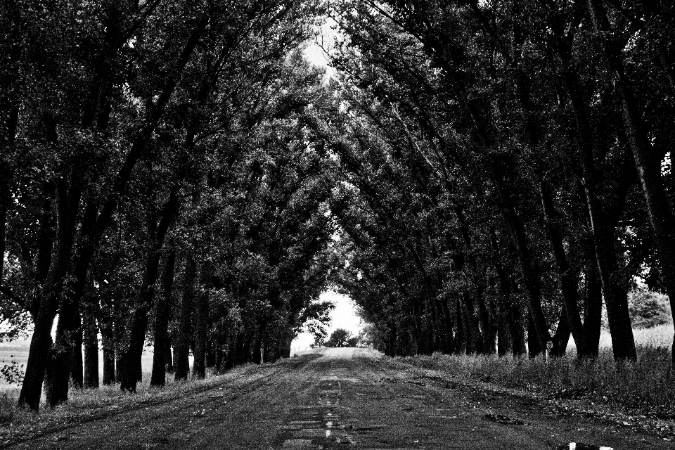 Tree nature forest path