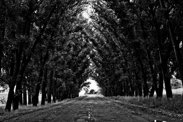 Foto árvore natureza floresta caminho