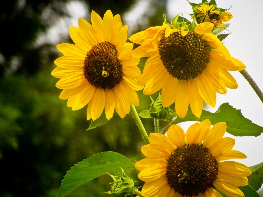 Nature outdoor plant field Photo