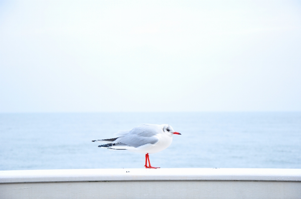 海 水 鸟 天空