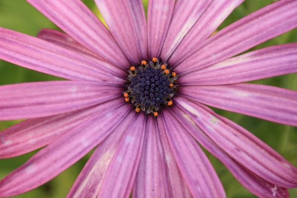 Blossom plant photography flower Photo