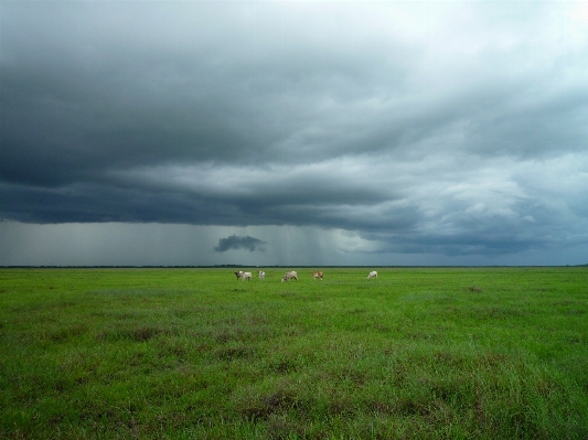 Grass horizon marsh cloud Photo