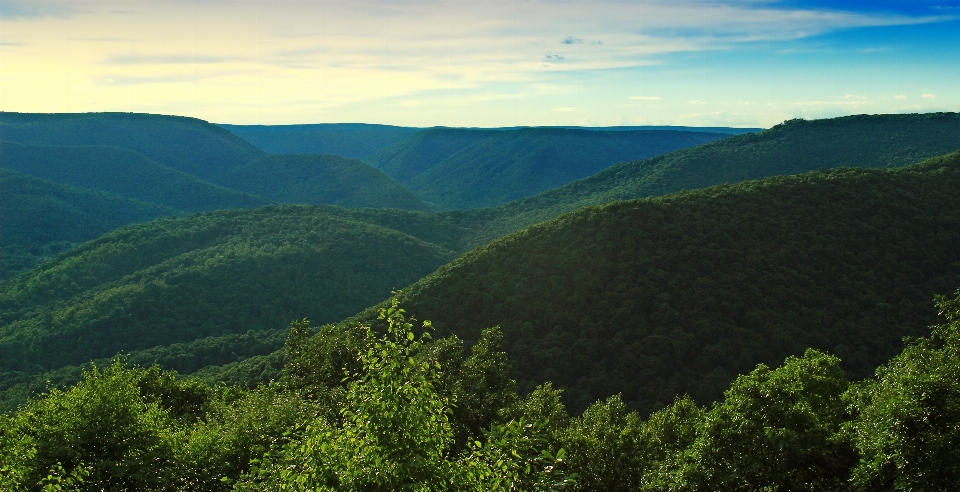 Paesaggio albero natura foresta