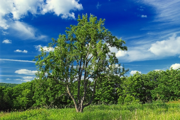 Landscape tree nature forest Photo