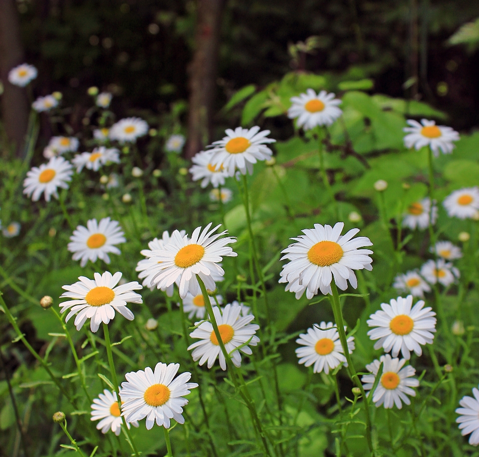 Nature grass plant field