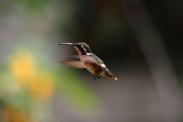 Nature bird wing flower Photo