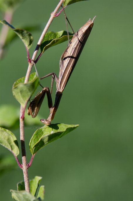 Natura trawa oddział liść