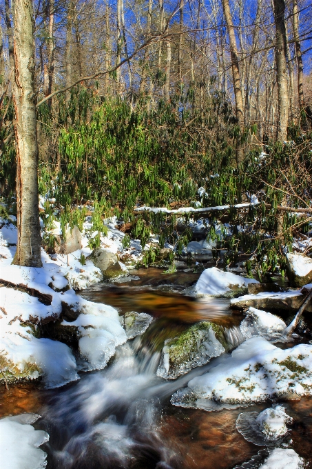 風景 木 水 自然