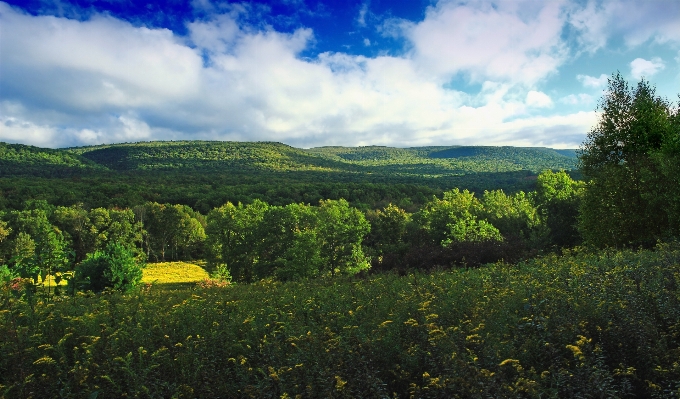 Landscape tree nature forest Photo