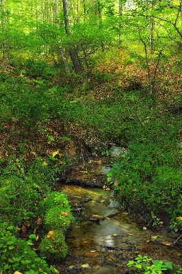 Tree nature forest creek Photo