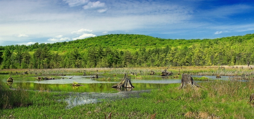 Landscape nature grass marsh Photo