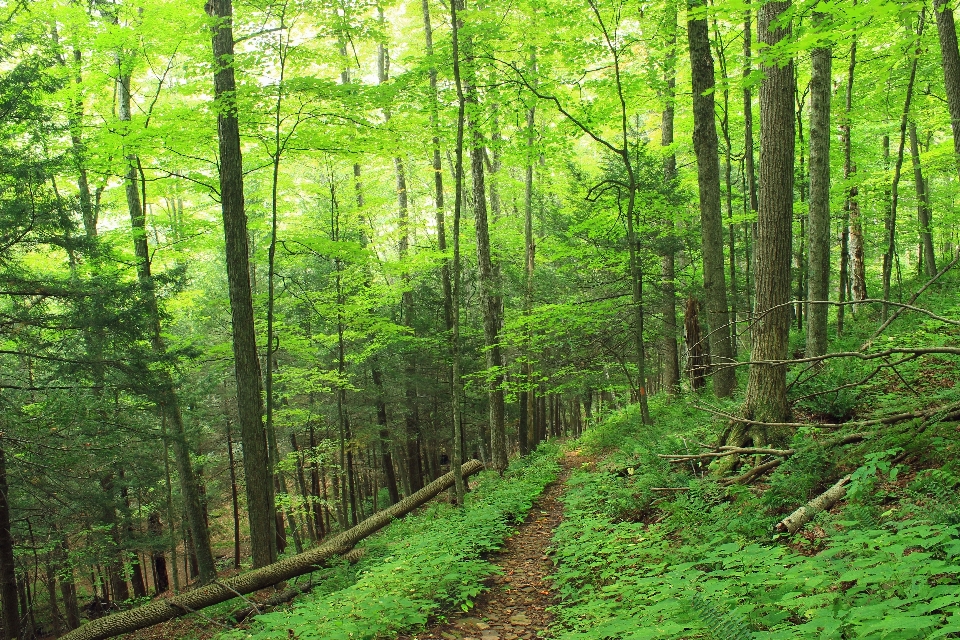 Drzewo natura las ścieżka